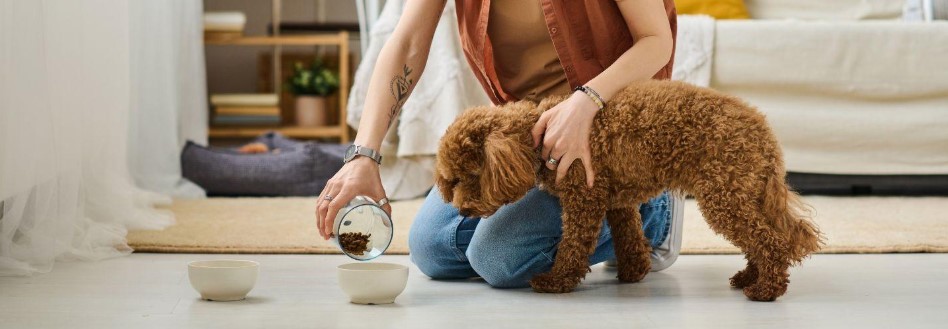 Cesar Dog Food: Complete A-to-Z Guide for Healthy Dogs (2026)